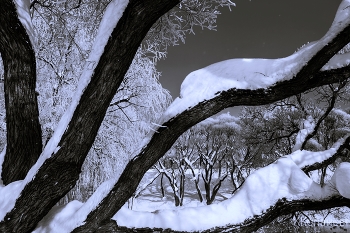 У пруда / Ива