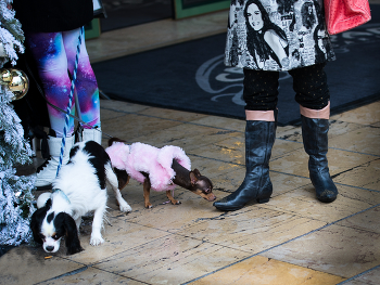 Каждому своё / сучке гламур, кобелю кайфануть