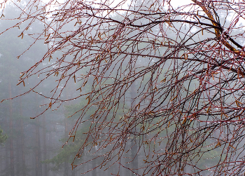 Финский залив. Апрель. / ***