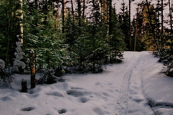 Вечереет. / Томская область.