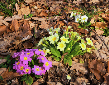 С первым днем Весны / Крым, горы. Первоцвет обыкновенный