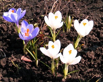 Весна пришла, весне дорогу / Весна пришла, весне дорогу