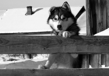 Пёсик / Домашнее животное собака Хаски