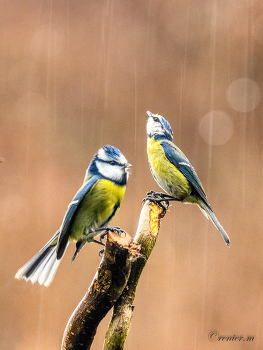 &nbsp; / Blaumeisen im Regen