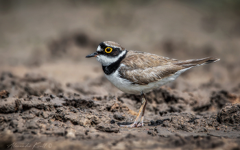 Зуёк / Малый зуёк, птица из семейства ржанковых - очень милый маленький и шустрый куличок с мультяшной внешностью.