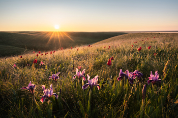 "Степные ирисы" / Кроме тюльпанов, в весенней степи так же цветут дикие ирисы. Вот так выглядит ирисовая степь в Ростовской области в середине апреля.
В апреле я организую сразу 2 фототура в цветущие степи Калмыкии: 11-18 и 19-26 апреля. Места ещё остались, можно присоединиться https://www.arskashkarov.com/kalmykia