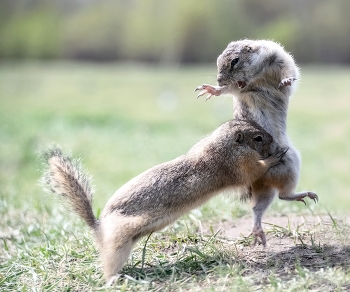 Поединок / ***