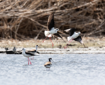 Игры ходулочников / ***