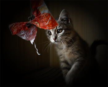 Дымкино детство / Сегодня - в день кошек в России - мои Дымка и Муся празднуют вместе со мной: с меня всякие вкусняшки, с них - благодарное мурлыканье...