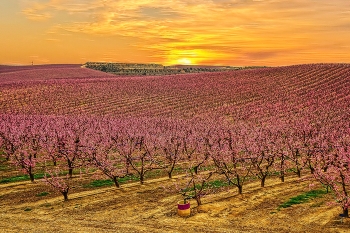 &nbsp; / Aitona - camp de presseguers - Segrià