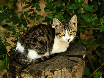 1 марта - день кошек, котов и котят! / Котенок на пне