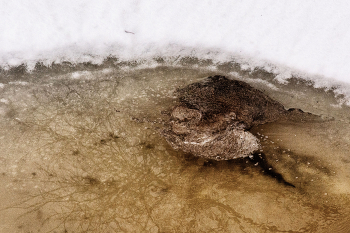 Жизнь вокруг / ***