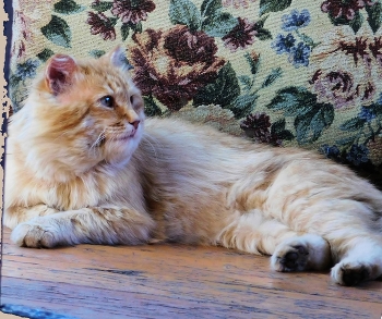 Кот мартовский / ***