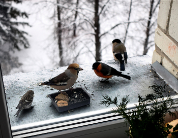 За кухонным окном / В гостях чечётка, дубонос и два снегиря - самец и самочка