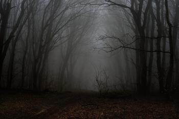 Туманный рассвет / Зима