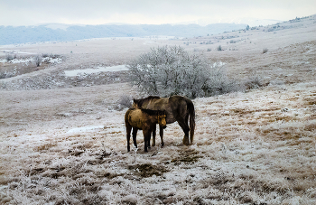 С мамой теплее / Крым