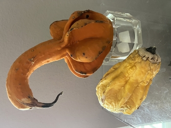 &nbsp; / Social hierarchy