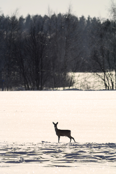 Палящее солнце / ***
