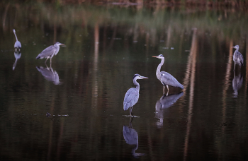 три плюс два / стая серых цапель на мелководье