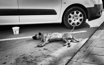 Водопой / ***