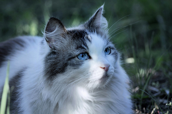 "Дачница" / Ragdoll — «тряпичная кукла».