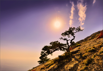 Хокку... / ​... на склоне Сокола в Новом Свете.