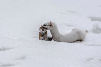 Ласка с добычей. / ***