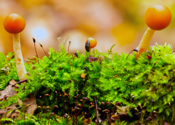 &nbsp; / в лесу