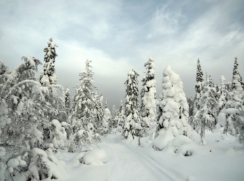 &nbsp; / национальный парк Паанаярви, гора Нуорунен