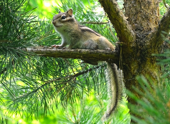 Бурундучиха / Сибирский бурундук. Ареал обитания
Распространён в таёжной зоне Евразии:
от северо-востока Европейской части России до Дальнего Востока (включая Магаданскую область) Среда обитания: темнохвойные и смешанные леса с подлеском, опушки, осветлённые участки, ветровалы, захламления.