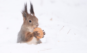 Откопала! / ***