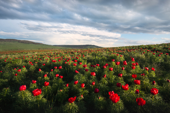 "Дикие пионы степи" / Любоваться цветением степи можно довольно долго и почти непрерывно. Вслед за тюльпанами и ирисами начинают цвести степные пионы - лохмачи. Больше всего их в Ставропольском крае. Кое-где можно найти целые цветущие поля!
В апреле я организую сразу 2 фототура в цветущие степи Калмыкии и Ставрополья: 11-18 и 19-26 апреля. Места ещё остались, можно присоединиться https://www.arskashkarov.com/kalmykia