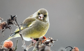 Зеленушка. / ***