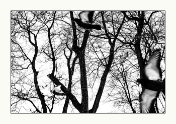 Весть / Весна идёт