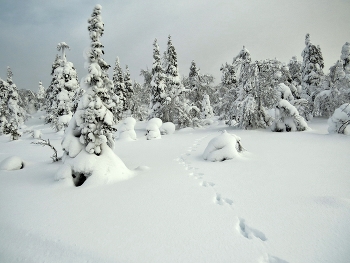 мы не одни / Национальный парк Паанаярви