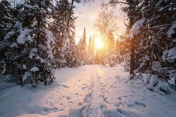 Тропа здоровья / Тропа здоровья пор Барзасской тайге, в сторону реки Барзас.