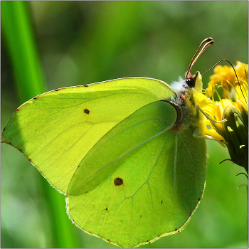 Осень близко. / Крушинница Gonepteryx rhamni. летает с начала июля до глубокой осени и после зимовки с конца марта до начала июня: Самка светло-желтая, почти белая или зеленоватая. в отличие от большинства бабочек, имаго которых живут недолго, крушинницы живут до 11 месяцев.