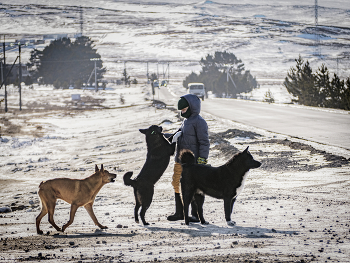 Друзья / Пёс