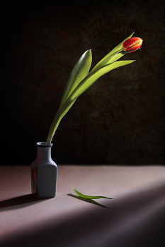 в одиночестве / тюльпан