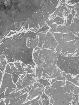 Жизнь вокруг / ***