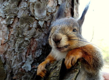 Весенний привет от белки / Весенний привет от белки
