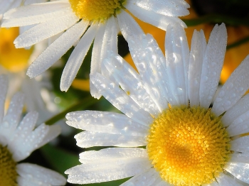Весенний привет / ***