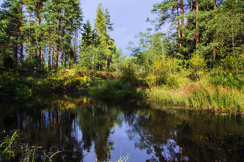 На лесной речке / Осенние сюжеты