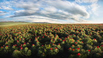"Цветущие степи Ставрополья" / Поля диких пионов в Ставропольском крае простираются на километры, а цветов здесь миллионы! Однако, пора цветения очень скоротечна и длится не более 10 дней, приходится на конец апреля - начало мая.