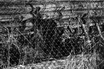 Жизнь вокруг / ***