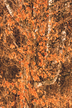 Жизнь вокруг / ***