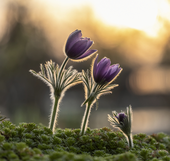 Весна для троих) / Весна для троих)
