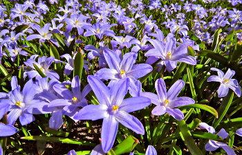 С первым весенним праздником! / Незабываемое время первоцветья