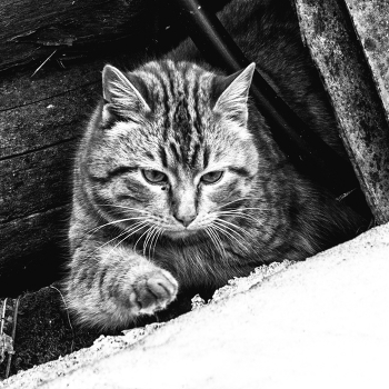 Пейзажизнь / ***