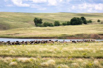 Сакман у пруда / ***